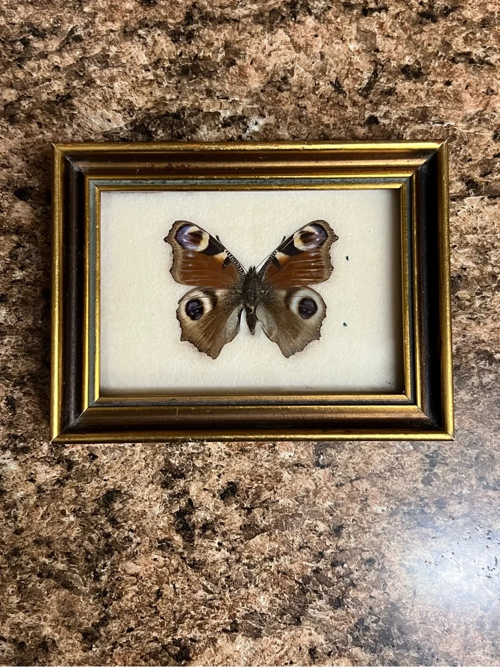 Vintage Austrian Framed Butterfly Specimen Pair